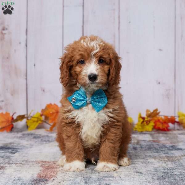 Archie, Mini Goldendoodle Puppy